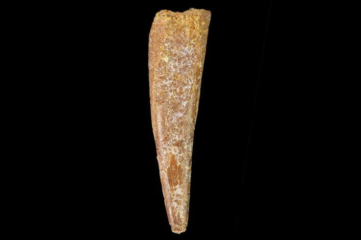 Fossil Pterosaur (Siroccopteryx) Tooth - Morocco #159111